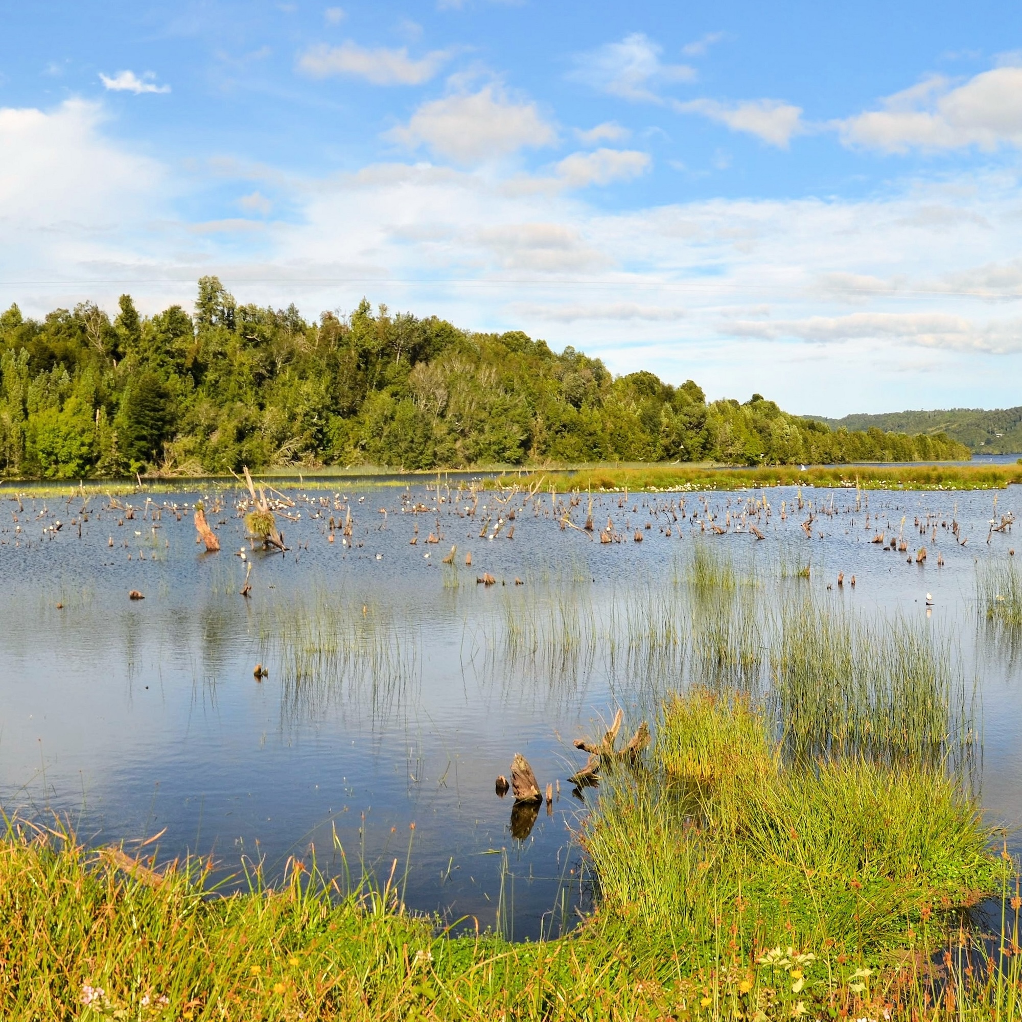 Calm lake with many dead tree stumps, surrounded by lush green forest under a blue sky.