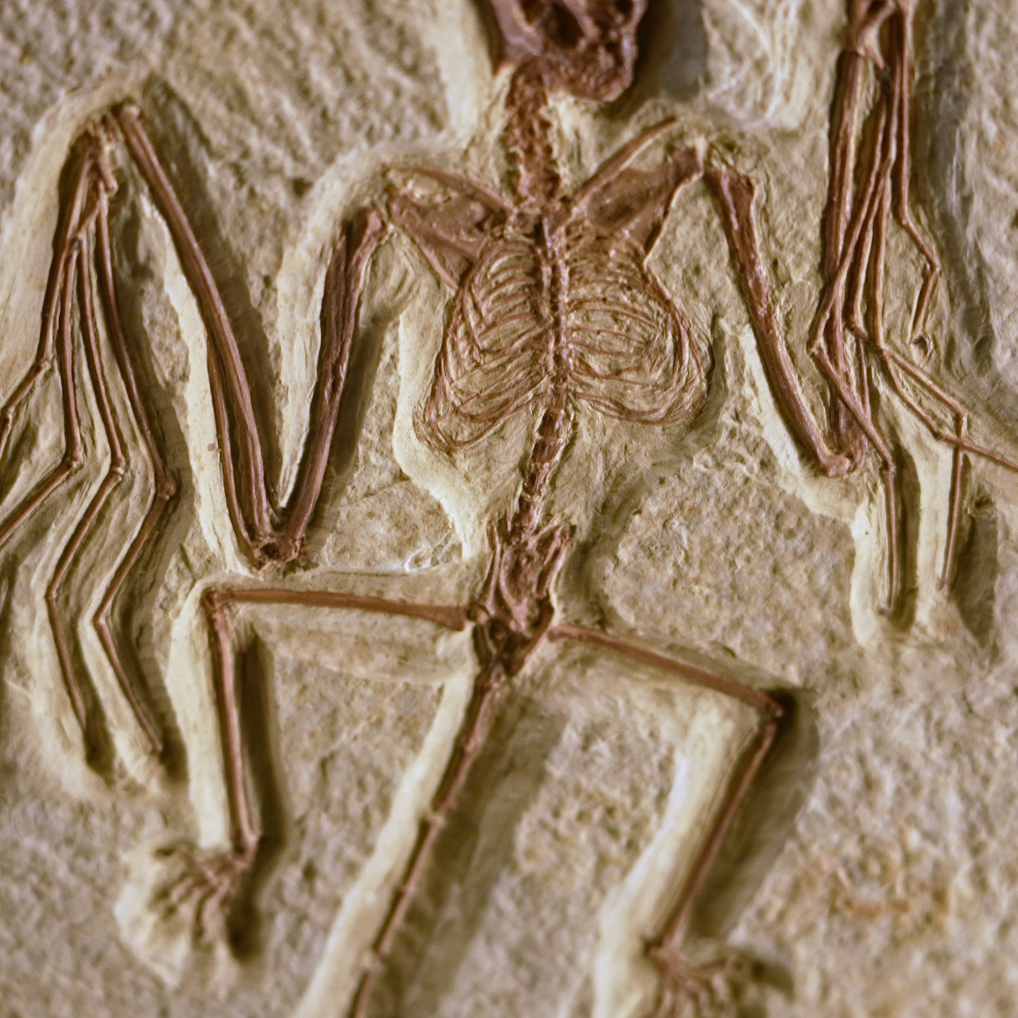 Fossilized skeleton of a small bat, its wings outstretched.