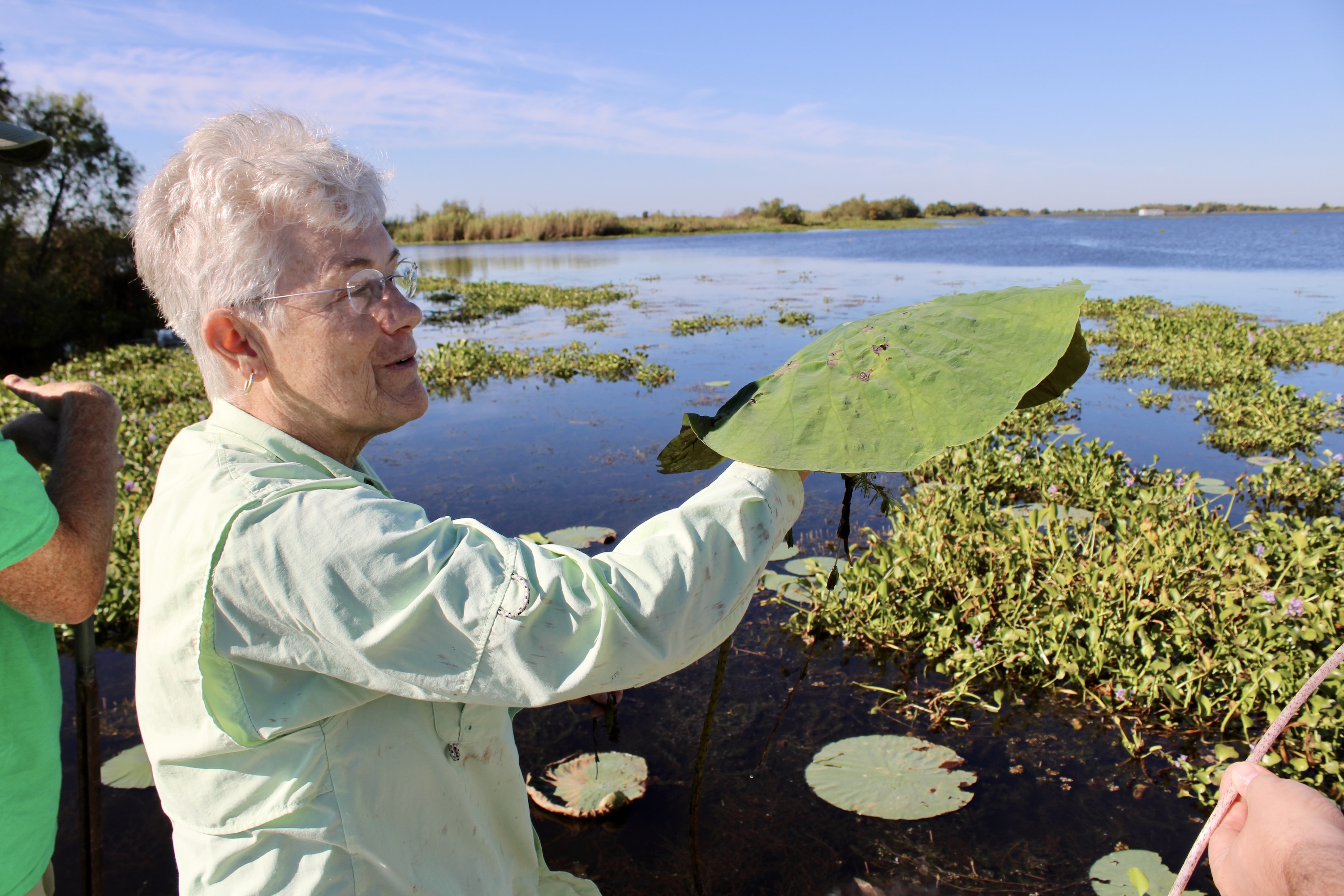 Elderly person in a light green shirt holds up a lily pad in a sunny wetland area.