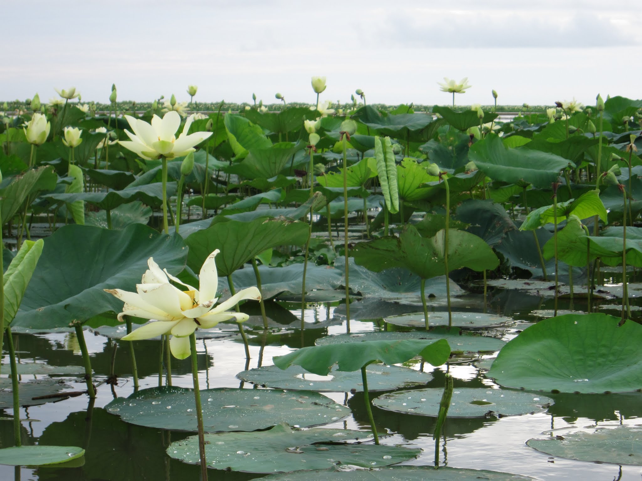 A field of light yellow lotus flowers and large green lily pads in a lake.