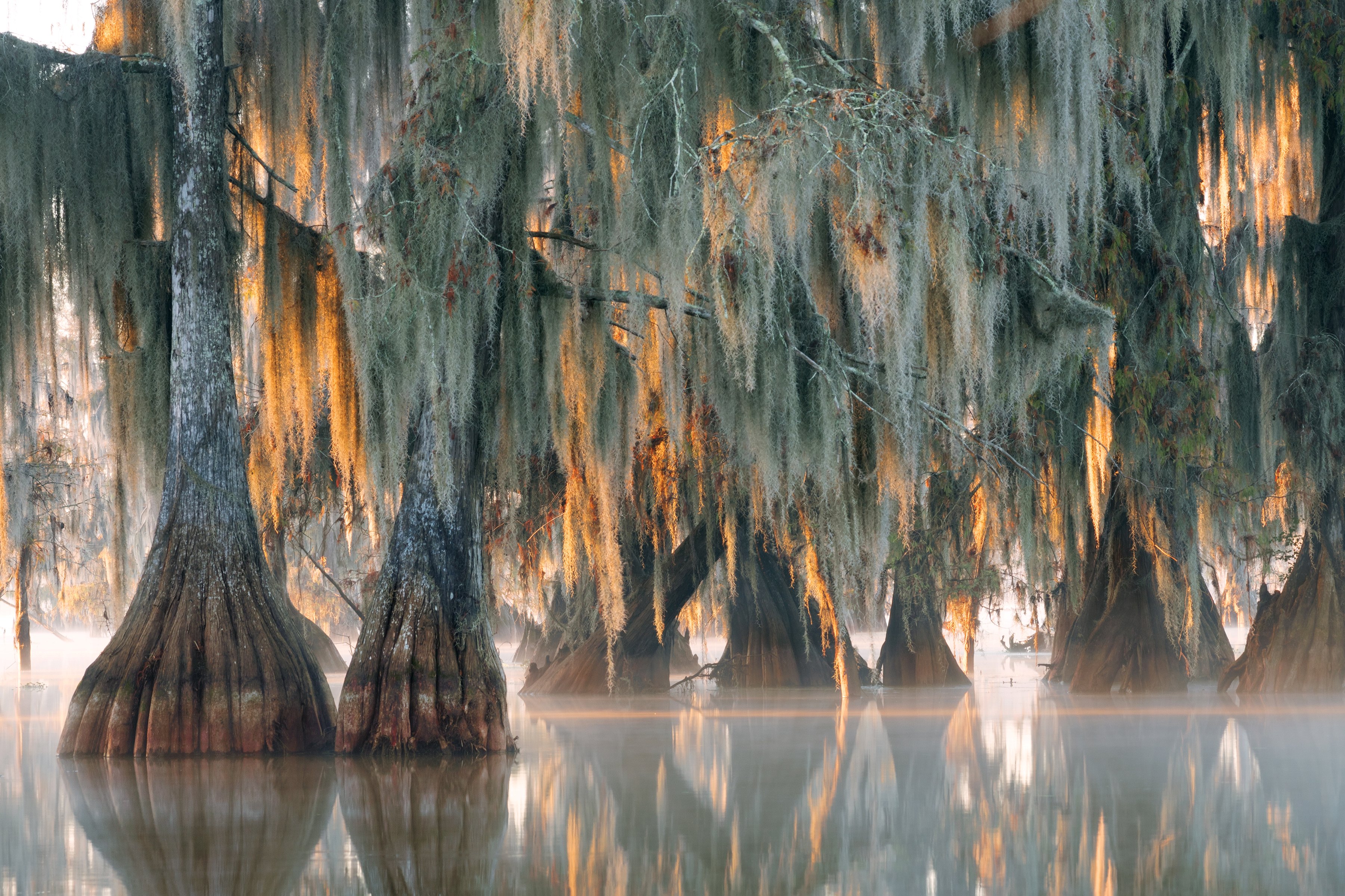 Cypress trees draped in Spanish moss in a misty, golden-lit swamp.