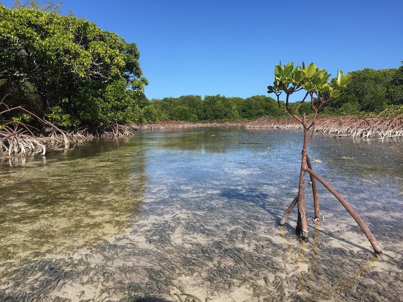 Mangrove trees with exposed roots grow in shallow, clear water under a blue sky.