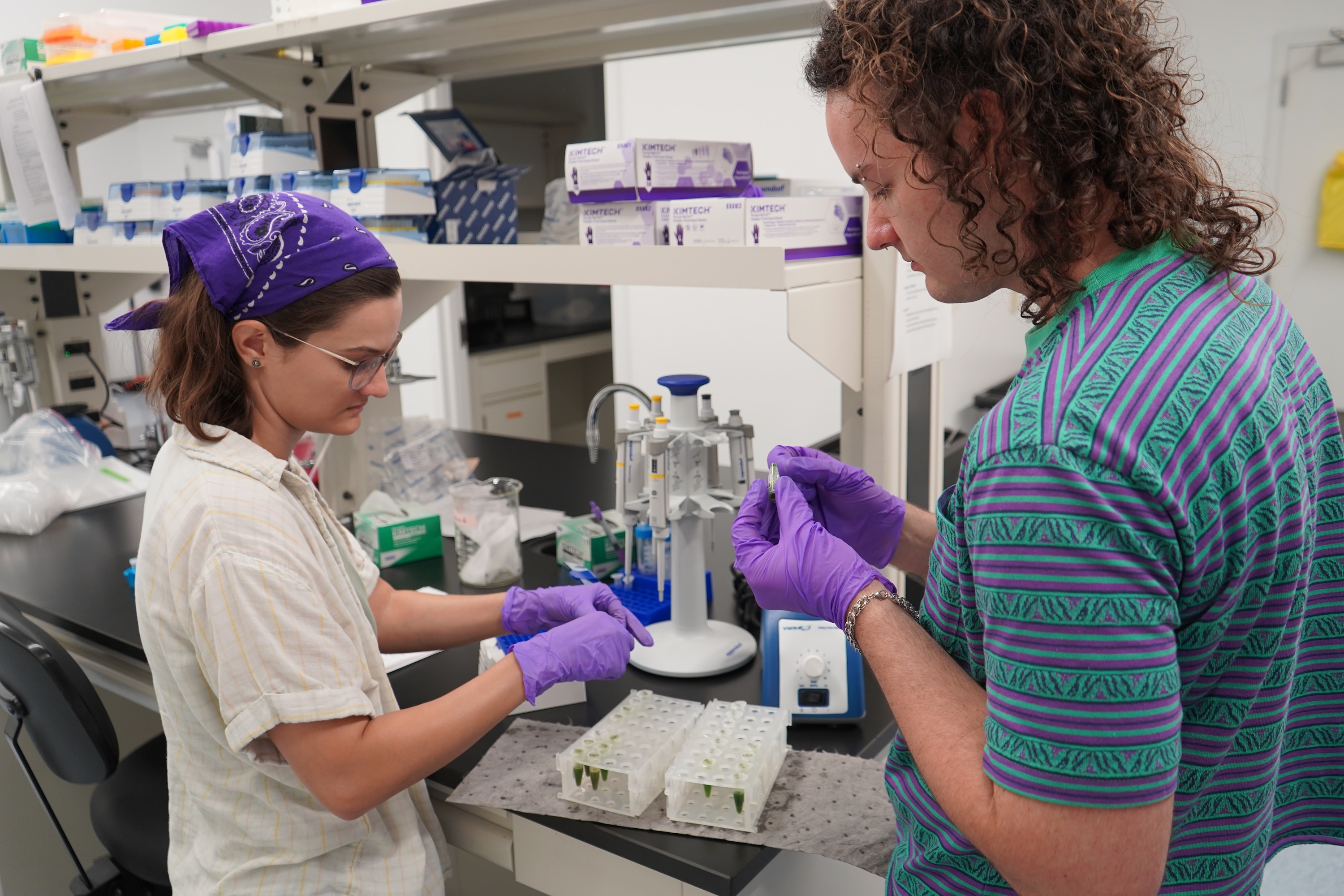 Two researchers in a lab examining plant samples.