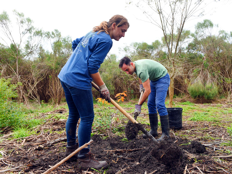 Two volunteers planting a tree in a wooded area.