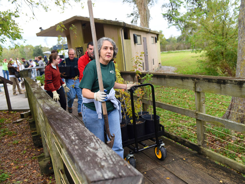 Woman with shovel and plants on cart on wooden bridge.