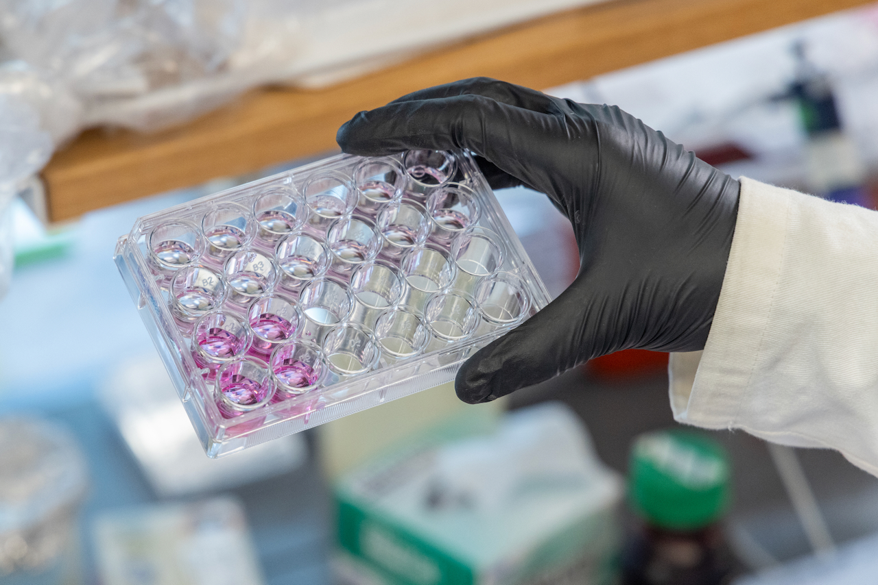 Gloved hand holding a multi-well plate with purple liquid in a lab setting.