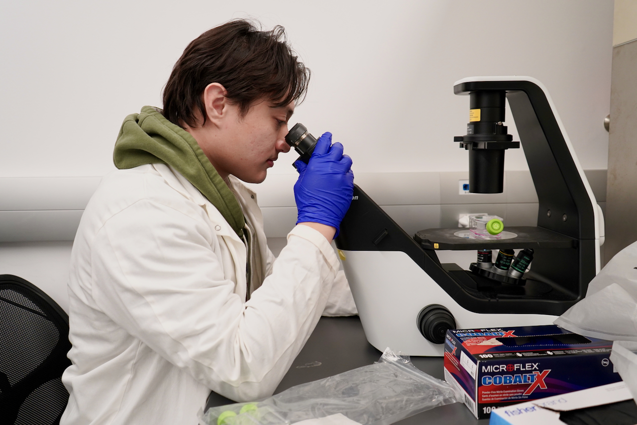 A person in a lab coat and blue gloves looks through a microscope.