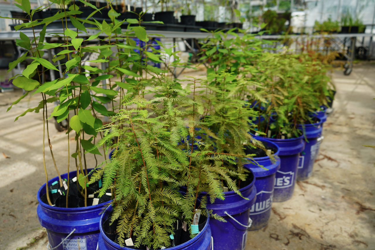 Rows of big blue buckets with tall plants in growing in them
