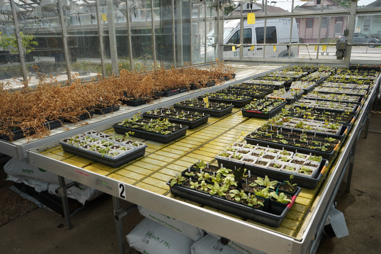 Seedlings in trays on a metal table in a greenhouse.