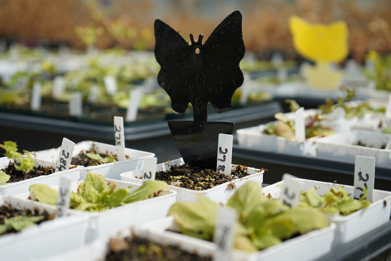 Black butterfly sitting on a grid of planters