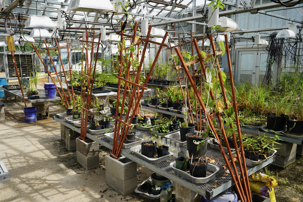 Photograph of potted plants with wooden trellises inside a greenhouse.