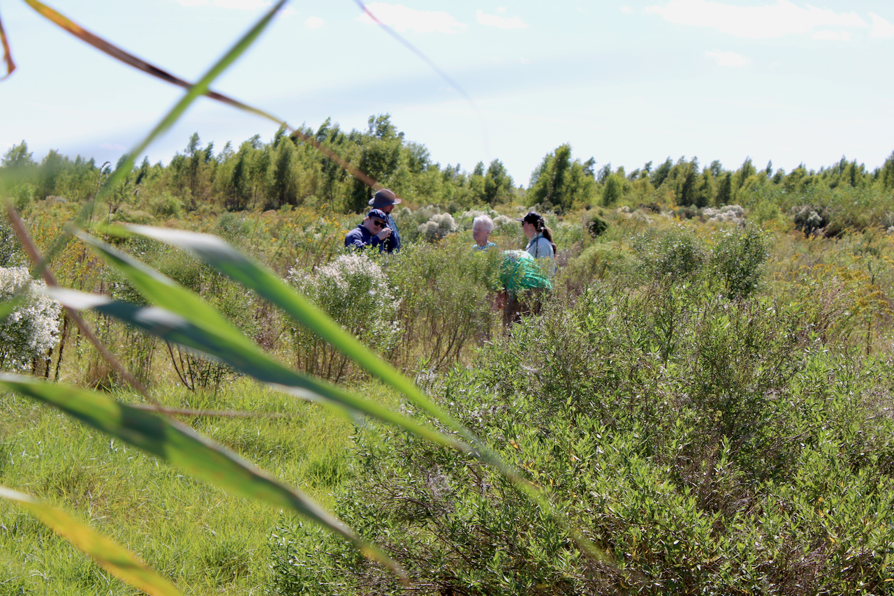 People walking through a grassy field with trees in the distance.