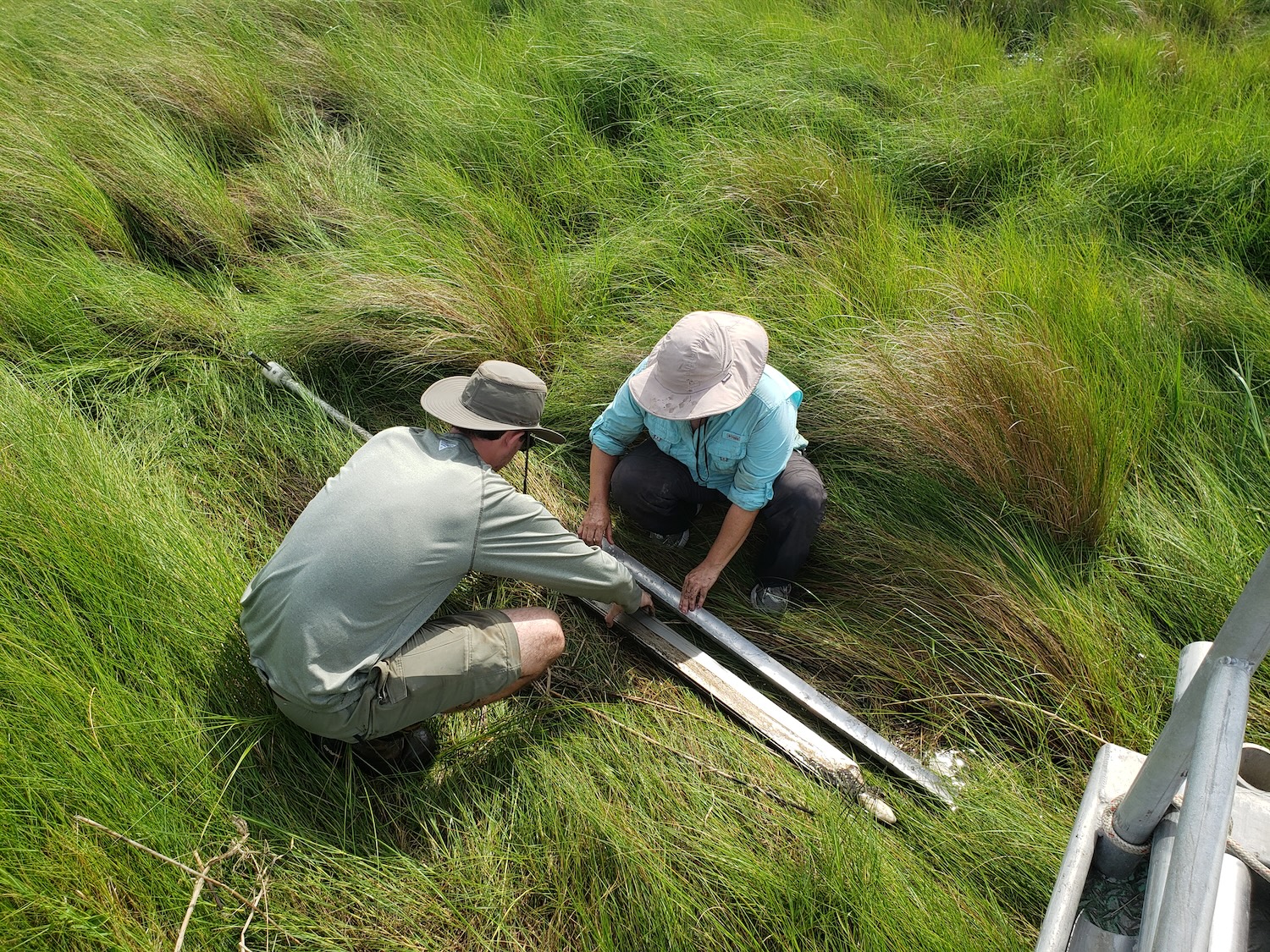Photograph of two researchers in hats examining soil cores in tall grass.