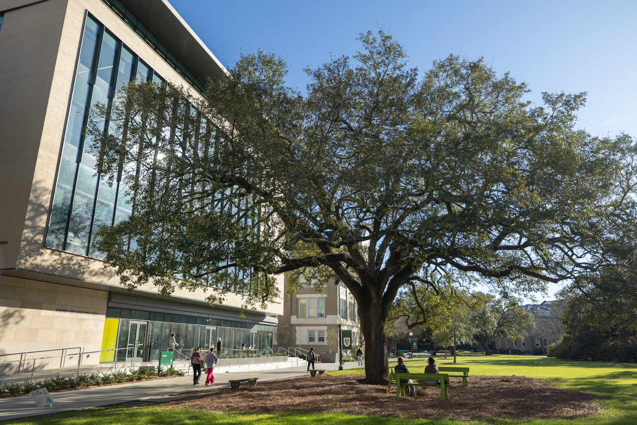 Photograph of a large live oak tree on a college campus next to a modern building.