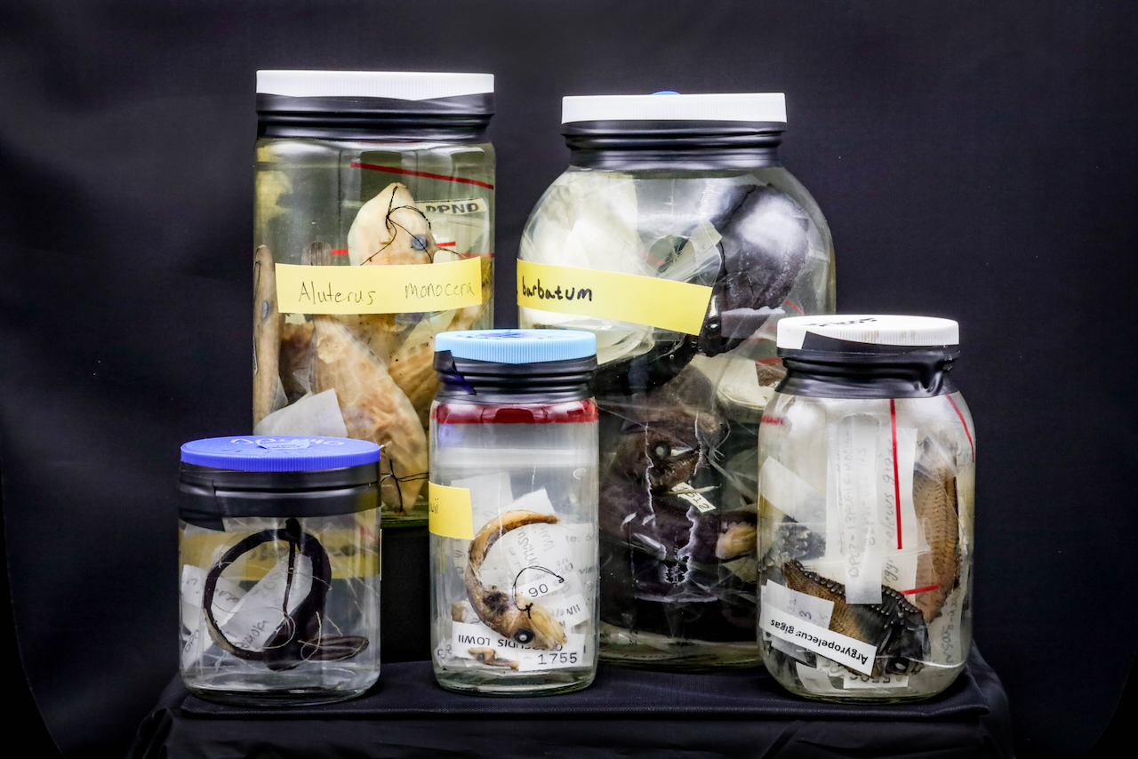 Five glass jars containing various fish fossils set against a black background
