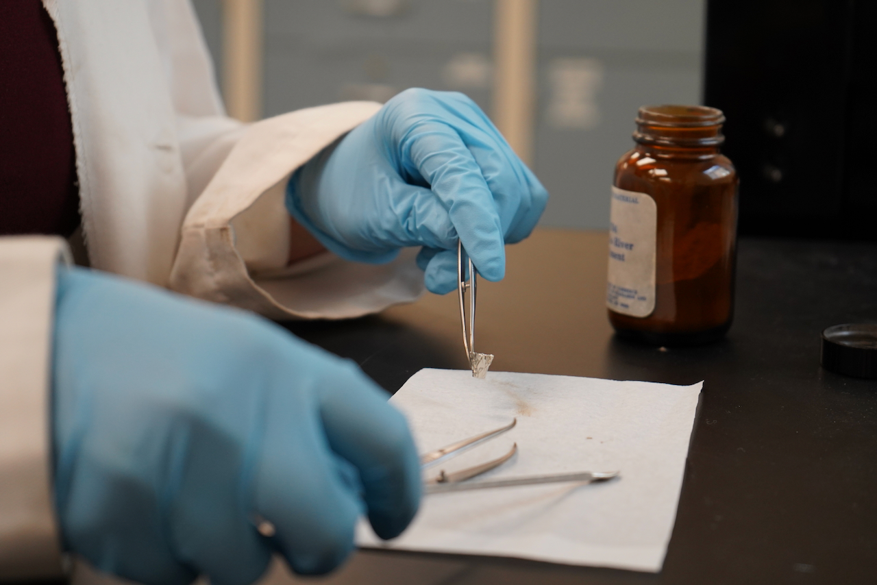 Two hands wearing blue latex gloves holding tweezers next to a brown glass jar