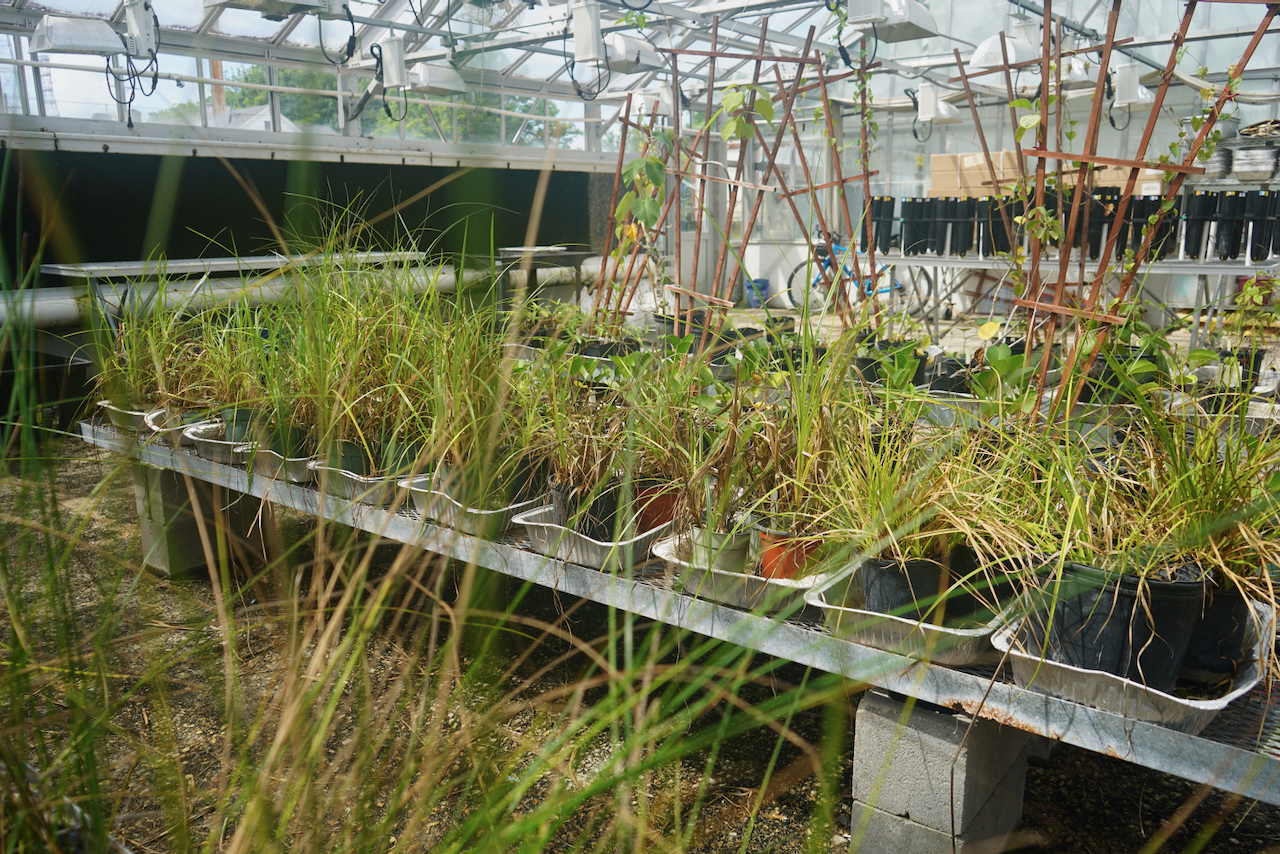 A photograph of various potted plants in a greenhouse with a metal roof.