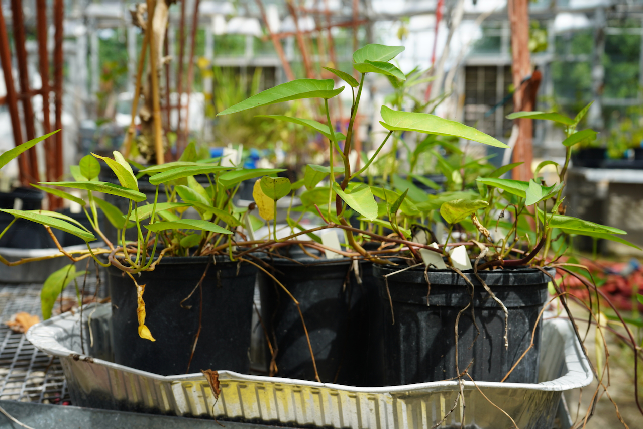 Metal tray containing several green plants in black plastic planters