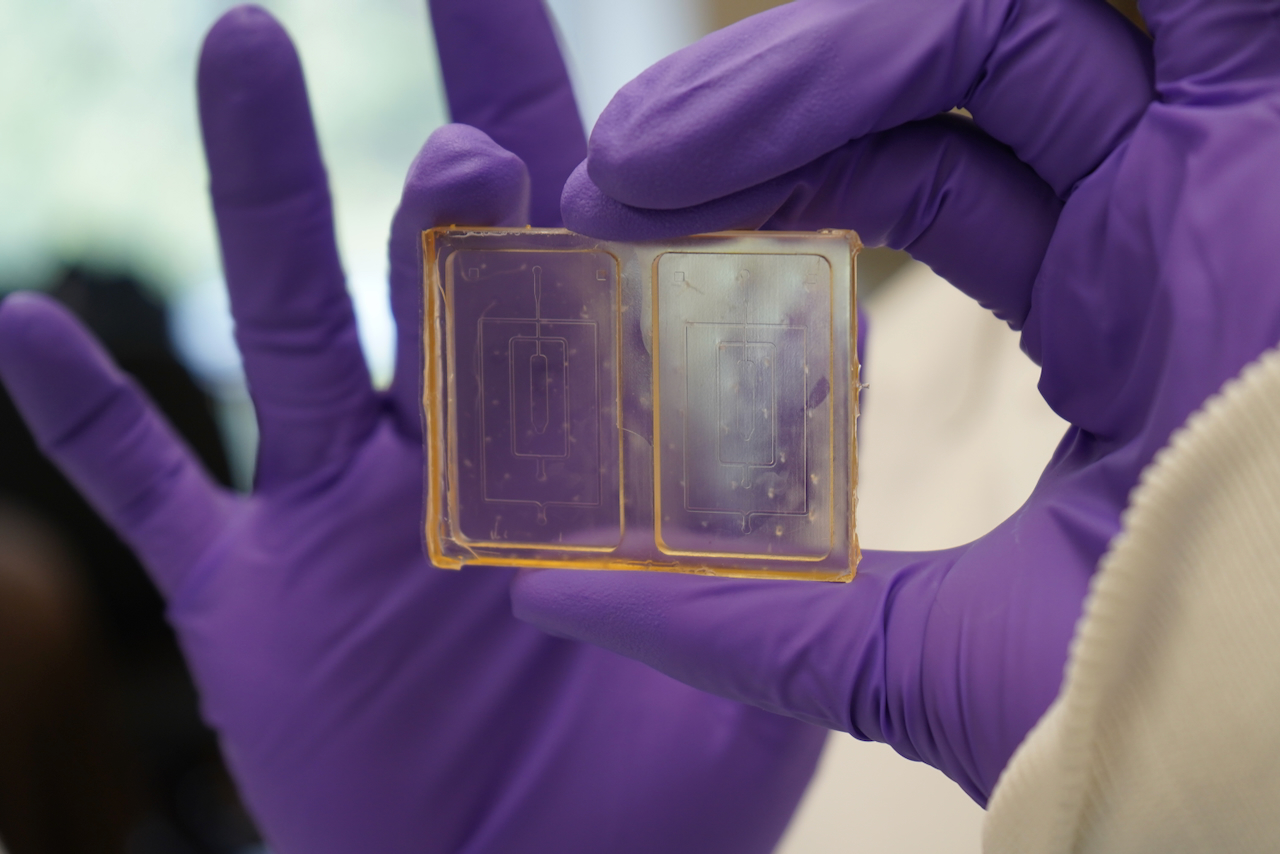 Gloved hands hold a small, rectangular, clear chip with microfluidic channels.