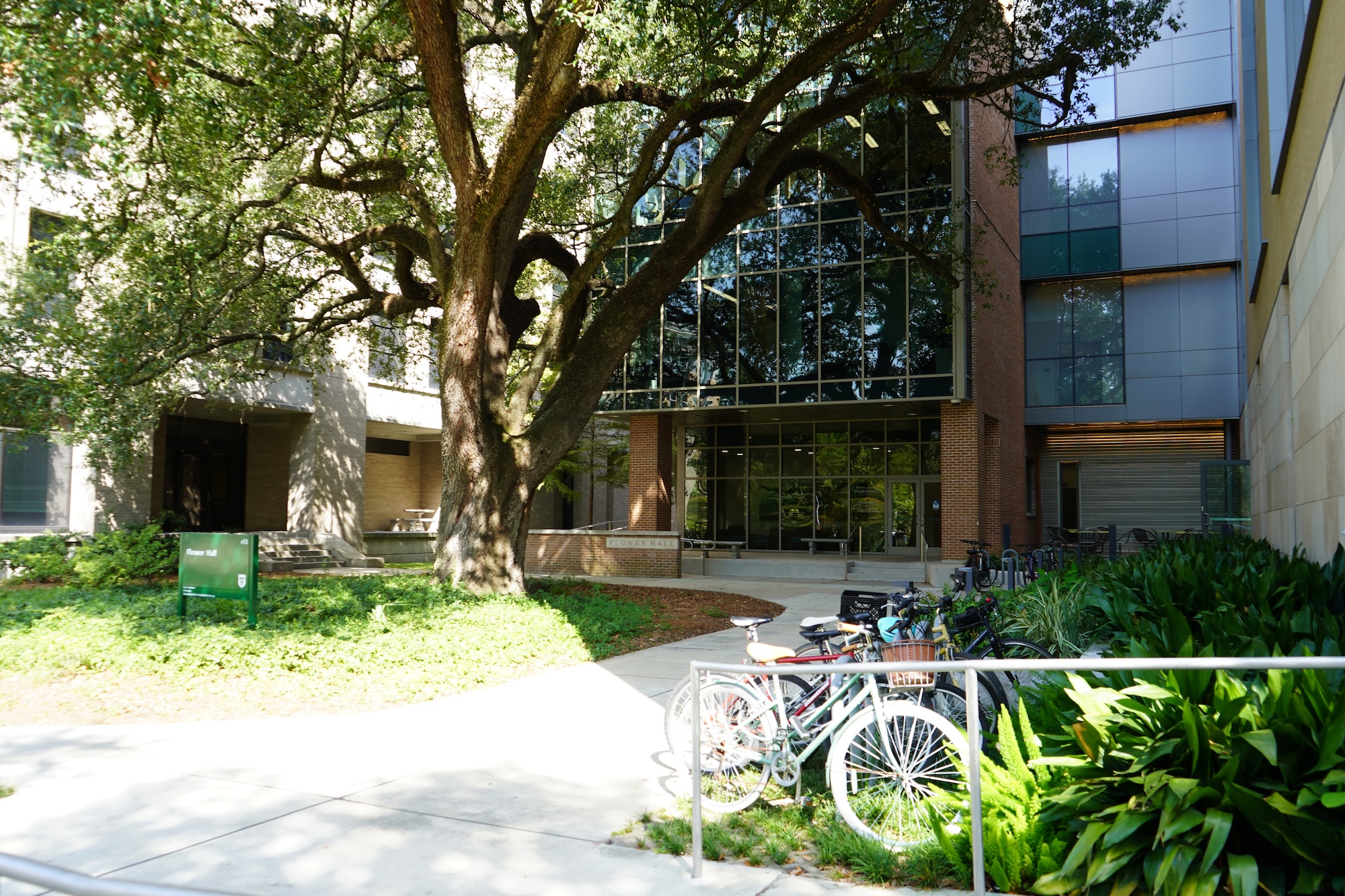 Photograph of a courtyard with a large tree and bicycles parked nearby.
