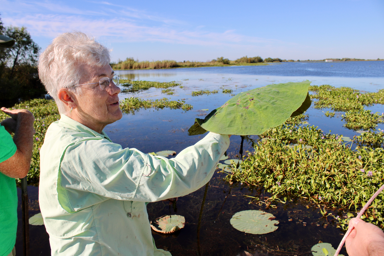 A woman holds a large green lily pad over a lake on a sunny day.