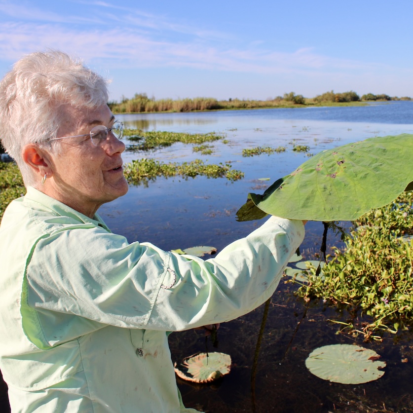 Photograph of a woman examining a lily pad by a marsh.