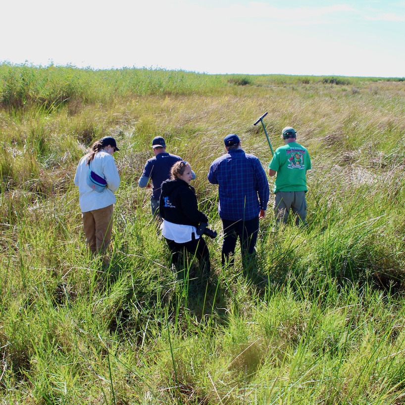 Photograph of five people walking through a grassy field.