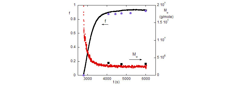 The evolution of the fractional monomer conversion f, and the polymer mass, Mw during the polymerization reaction (0.45M). Discrete points are SEC results from manually withdrawn reaction aliquots