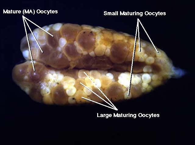 Figure 2 view of ovaries