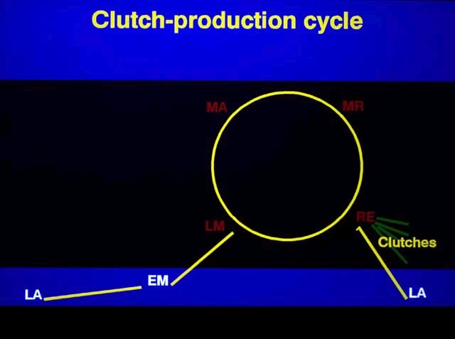 Clutch Production cycle