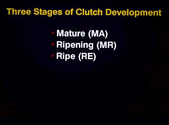 3 Stages of Clutch Development