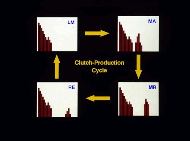 Clutch production cycle