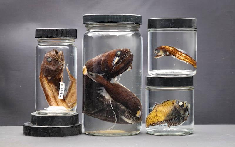 Four preserved fish specimens in jars.