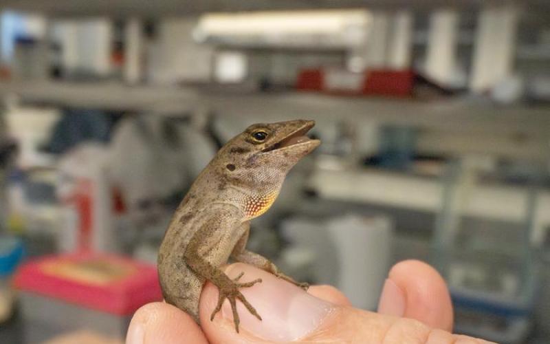 Brown anole lizard held in a hand, mouth open, with a laboratory background.
