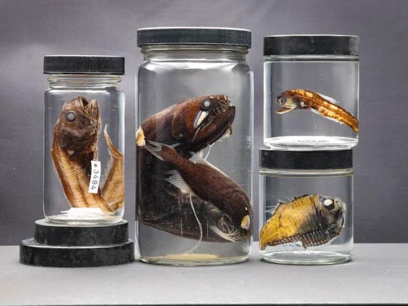 Four preserved fish specimens in jars.