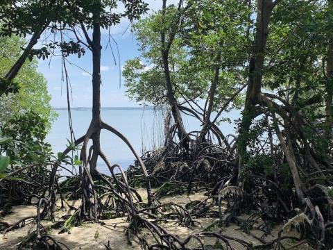Mangroves