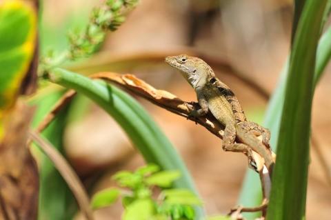 Brown Anole Lizard