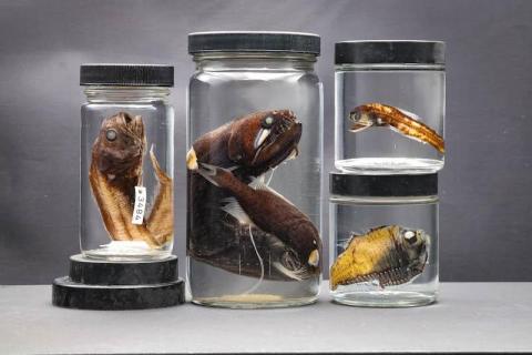 Four preserved fish specimens in jars.