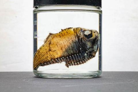 Preserved fish in a jar, showing its sharp teeth.