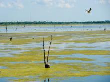 Wetlands