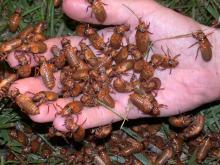 Cicadas are not dangerous to humans or other animals.