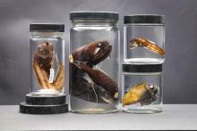 Four preserved fish specimens in jars.