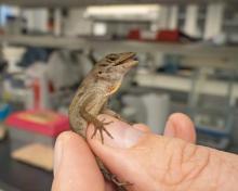 Brown anole lizard held in a hand, mouth open, with a laboratory background.
